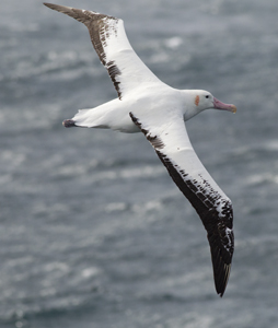 albatrosa